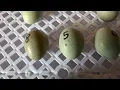 Hatching button quails experiment