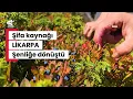 Download Lagu Doğanın şifa kaynağı Likarpa, Gümüşhane’de şenliğe dönüştü