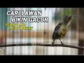 Download Lagu SEMUA IKUT GACOR ! TERAPI \u0026 PANCINGAN KONIN AGAR CEPAT GACOR COCOK UNTUK KOLIBRI NINJA KURANG GACOR