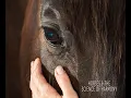 Download Lagu HORSES \u0026 THE SCIENCE OF HARMONY