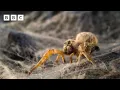 Spiderlings eat their own mum Parenthood - BBC