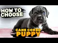 How To Choose A Cane Corso Puppy