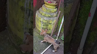 PYAR SE DEKHO IN BEJUBANO KO Youtubeshort Puppys Tulsi Pasupatinath God 