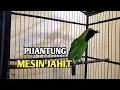 Download Lagu Pancingan Cucak Ijo Bongkar Isian Pijantung Mix Mesin Jahit