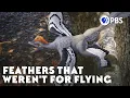 The Terrifying Reason Flightless Dinosaurs Grew Feathers