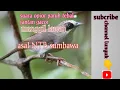Download Lagu suara opior paruh tebal jantan gacor memanggil lawan asal NTB