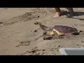 Download Lagu Alliberen una tortuga careta al Delta