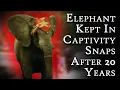 Download Lagu Elephant Kept In Captivity Snaps After 20 Years: Tyke The Elephant | Fascinating Horror
