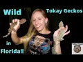 Tokay Gecko Invasion in Florida