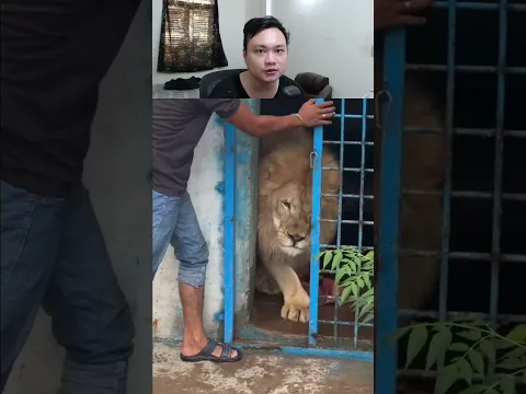 sư tử