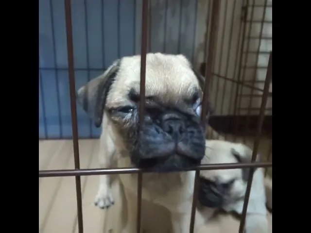 動画