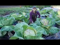Lagu Knoflook planten en enorme koolsoorten oogsten | Herfsttuinieren in Alaska
