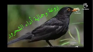 استمتع بصوت طائر الشحرور وتغريدة المتميزة  استمتع بصوت طائر الشحرور وتغريدة المتميزة