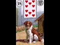 The Dog - Lenormand card combinations