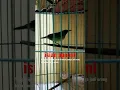 Download Lagu tembakan burung cucak kinoi gacor