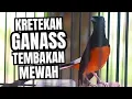 Lagu MURAI BATU GACOR FULL ISIAN TEMBAKAN KASAR KRETEKAN GANAS SANGAT AMPUH MEMANCING EMOSI MURAI