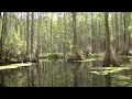 Run Through The Jungle (HD)