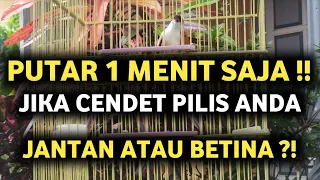 pancingan suara cendet birahi mendeteksi jenis pilis jantan dan betina