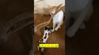 فتحي ياوردة كوميديات Catfunny اكسبلور هتضحك Catvideos قطط Funnycatvideos Funny 
