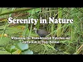 Lagu Serenity in Nature: Witnessing the White-breasted Waterhen and Joyful Kids in Their Habitat