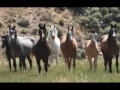 Download Lagu Cowboys Delight John Denver