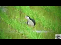 Download Lagu นกกวัก ส่วนที่ 1 - White-breasted Waterhen file for traps