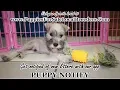 MINI SCHNAUZER PUPPIES FOR SALE GEORGIA LOCAL BREEDERS NEAR ATLANTA GA