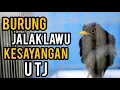 Download Lagu JALAK LAWU BURUNG PENUNTUN PENDAKI TERSESAT