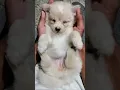 Lagu Transformation video, Fluffy the puppy, German Spitz, Pomeranian, Puppy, Dog, 1month to 6 month