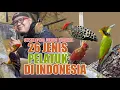 Download Lagu 26 JENIS BURUNG PELATUK EKSOTIK DARI INDONESIA, NOMOR 9 KEBANGETAN CANTIKNYA - kamu wajib tau !!
