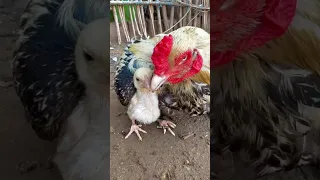 حنان الديج علئ الافراخ  هراتي  دجاج دندنها