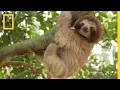 Download Lagu Rainforests 101 | National Geographic