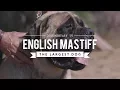 ALL ABOUT THE ENGLISH MASTIFF THE WORLD S LARGEST DOG