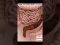 What Happens Inside Your Body When You Poop Digestive System Anatomy