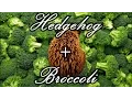 My Hedgehog eating a huge floret of broccoli