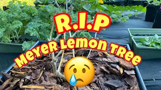 Download My Meyer Lemon Tree Is Dead MP3