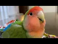 Download Lagu Lovebird Playing With Ball | Cute \u0026 Funny Lovebirds | Lovebird Parrot Talking