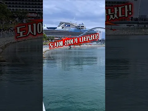 도시에 상어라니!! 상어와 함께한 주말일상 #부산북항친수공원 #청담언니