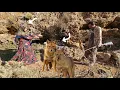 Download Lagu 🌄🏔️ Bazegasht's bloody revenge on the wolves: Kulthum's hard fight to save the wolves🐺