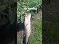 mancing santai #gondosuli #mancing