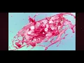 Download Lagu Iklan Camel Ice Red (2026) @ SCTV