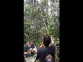 MIKAT BURUNG DI HUTAN KALIMANTAN