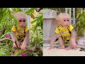 Download Lagu Baby monkey Lulu was so adorable when she was free to explore the garden