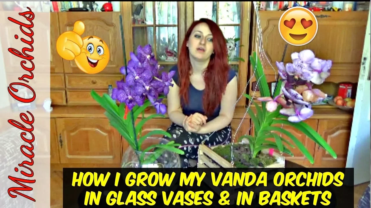 HOW I GROW MY VANDA ORCHIDS IN GLASS VASES AND IN BASKETS WATER CULTURE