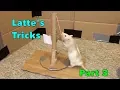 Latte s Epic Rat Tricks - Part 3