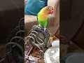 Download Lagu 💪 Meet Iron Mango – The Cutest Little Superbird!🦜✨ #funnypets #birdtok #parrotcomedy #parrot #puppy