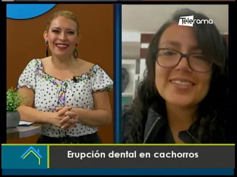 Erupción dental en cachorros
