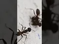 Ant Sound | Ants Communication 🐜
