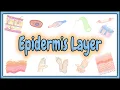 41 Epidermis Layer Anatomy