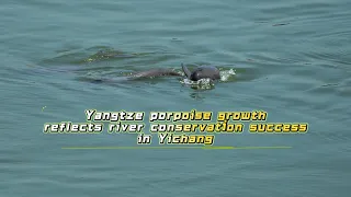 Yangtze porpoise growth reflects river conservation success in Yichang